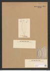 Surirella biseriata (Ehr.) Breb. (de-Toni-Nr.: Genus 53, Species 2216) Zeichnungen Sammlung Grunow Nr. 4629 (NHMW-BOT-W0372681)